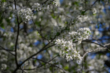 White cherry blossoms on branches.
