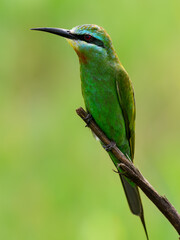 Blue-cheeked Bee-eater perched on a slender twig, glowing with green and turquoise plumag