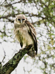 Verreaux’s Eagle-Owl perched on a lichen-covered branch, gazing downward