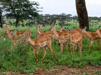 A large group of impalas gathers in lush green vegetation under scattered trees in the savanna