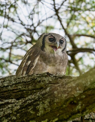 Verreaux’s Eagle-Owl perched on a branch, showing its distinctive pink eyelids and upright posture