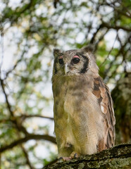 Verreaux’s Eagle-Owl perched on a branch, showing its distinctive pink eyelids and upright posture