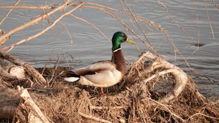 Dziki kaczor nad brzegiem rzeki na kawałku powalonego drzewa © tomo81