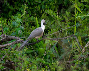 Bare-faced Go-away-bird on tree branch