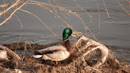 Dziki kaczor nad brzegiem rzeki na kawałku powalonego drzewa © tomo81