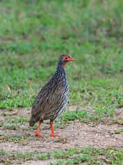 Red-necked Spurfowl standing on a dirt path with a grassy background
