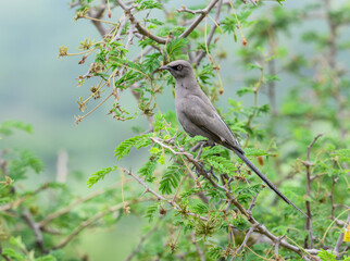 Ashy Starling poses on an acacia branch with its long tail trailing below