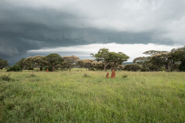  Open grassland with termite mounds and scattered acacia trees beneath a stormy sky