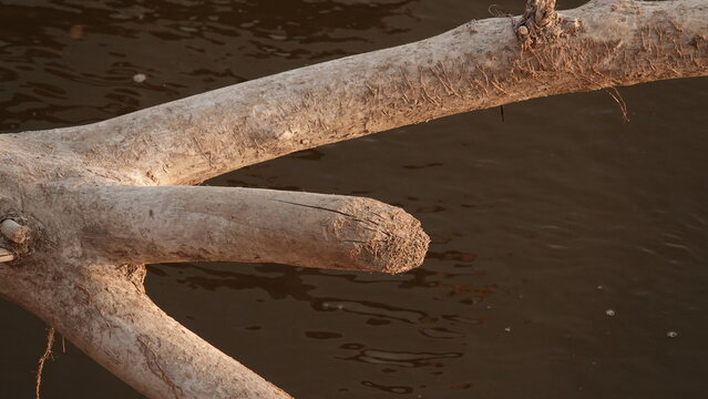 Gołe drzewo, powalone przez bobry nad rzeką