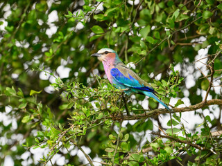 Lilac-breasted Roller perches among leafy branches, displaying vibrant shades of blue, turquoise, and lilac