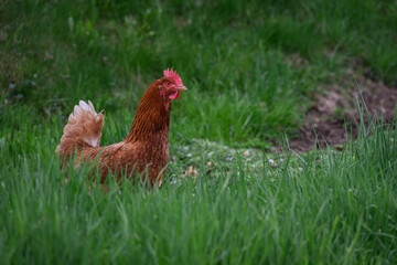 Brown hen in tall green grass.
