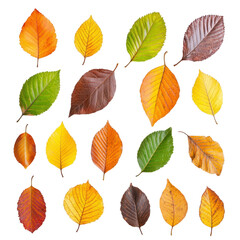 Obraz premium Collection of colorful autumn leaves in various shapes and sizes, showcasing vibrant shades of yellow, orange, brown, and green, isolated on transparency background