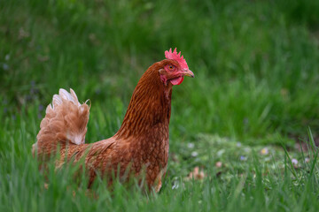 Brown hen in tall green grass.
