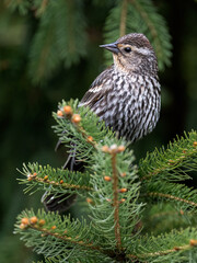 Female Red-winged Blackbird perches alertly on a spruce tip with a soft forest backdrop