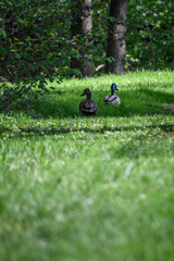 A duck walking on the lawn.
