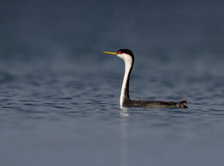 Western Grebe stretches its long neck upright while calmly floating on a blue lake