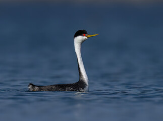 Western Grebe stretches its long neck upright while calmly floating on a blue lake