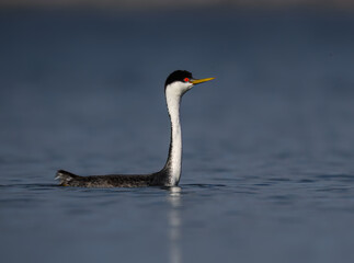 Western Grebe stretches its long neck upright while calmly floating on a blue lake
