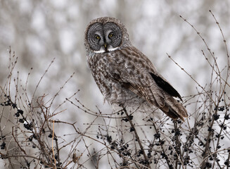Great Gray Owl perches among snowy berry-covered branches, blending into the wintry scene