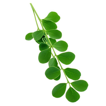 Vibrant green moringa leaf branch with small, round leaves arranged symmetrically along slender stem, isolated on transparency background