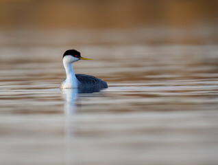 Western Grebe with striking red eyes swimming smoothly across calm, reflective water