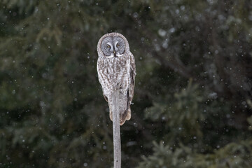 A Great Gray Owl balances on a narrow branch against a green forest background