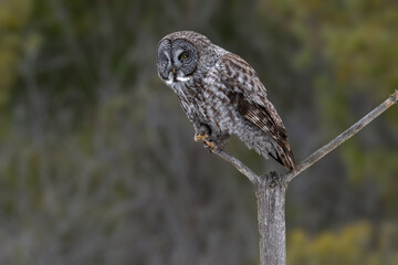 A Great Gray Owl balances on a narrow branch against a green forest background