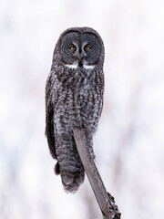 Great Gray Owl perches still on a tree stump in a snowy forest