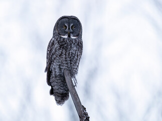 Great Gray Owl perches still on a tree stump in a snowy forest