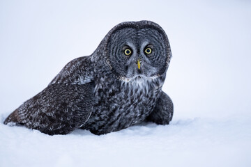 A Great Gray Owl sits low in the snow, gazing forward