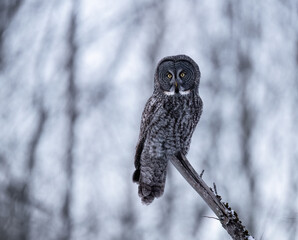 Great Gray Owl perches still on a tree stump in a snowy forest