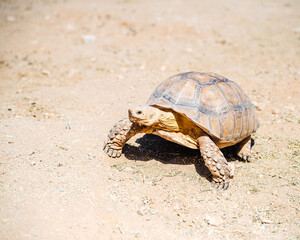Desert tortoise