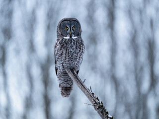 Great Gray Owl perches still on a tree stump in a snowy forest