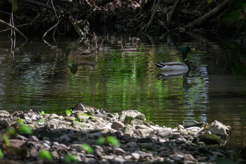 A duck and a drake on a piece of water surface.
