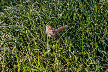 Sun hitting frost on tipped over ripped out mushroom lying on green grass