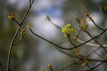 A bunch of green maple flowers.
