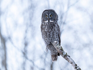Great Gray Owl perches still on a tree stump in a snowy forest