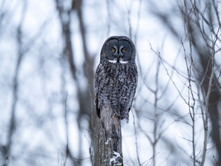 Great Gray Owl perches still on a tree stump in a snowy forest