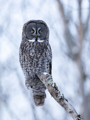 Great Gray Owl perches still on a tree stump in a snowy forest