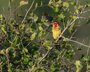 Red-and-yellow Barbet perches on a leafy branch 