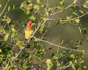Red-and-yellow Barbet perches on a leafy branch 