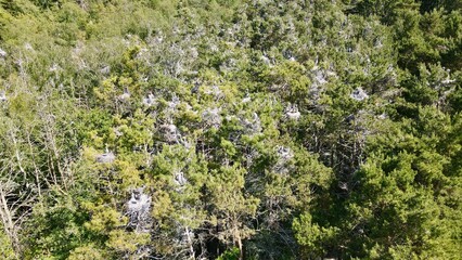 Top down photo of flock of Herons nesting
