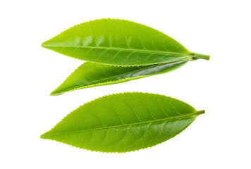 Obraz premium Fresh Green Tea Leaves 