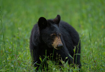 Fototapeta premium black bear cub
