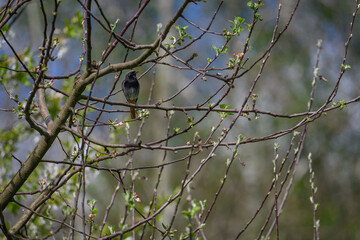 A redstart bird outdoors on an apple tree without leaves.
