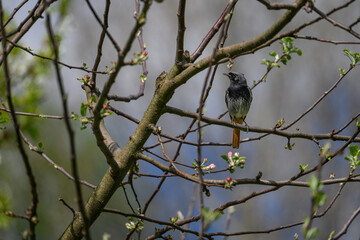 A redstart bird outdoors on an apple tree without leaves.
