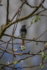 A redstart bird outdoors on an apple tree without leaves.
