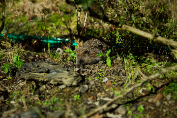 Cute little hedgehog pretending to sleep on sunny day