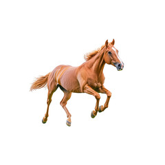 Fototapeta premium Majestic brown horse gallops energetically with its mane flowing, showcasing strength and grace. horse muscular build and dynamic movement are captured against plain background