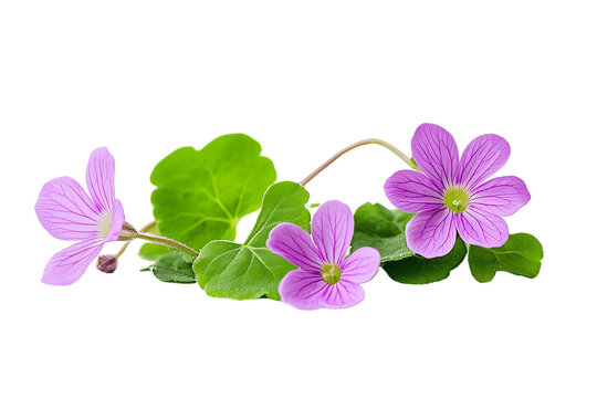 Fresh Brahmi herb with vibrant green leaves